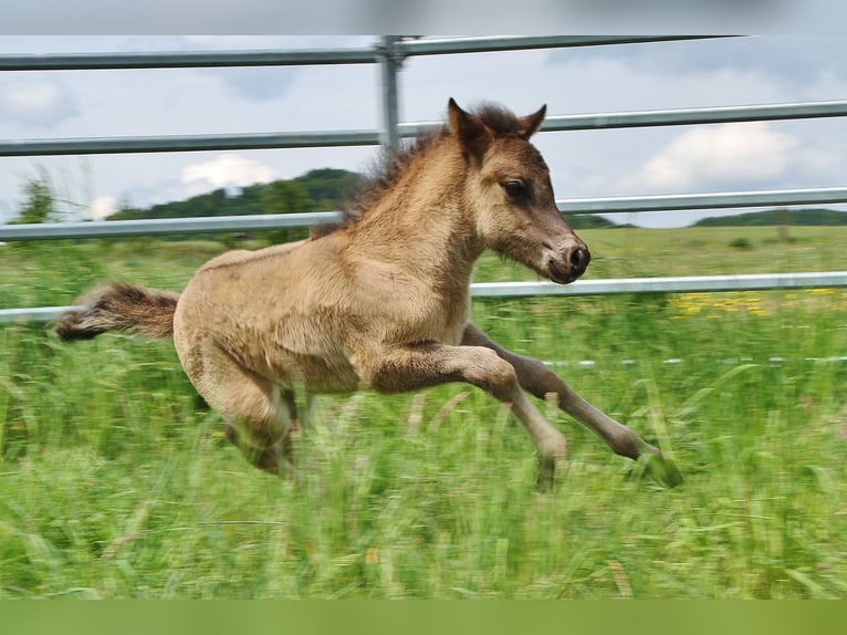 Pony Islandese Stallone Puledri (04/2026) Roano blu in Saarland