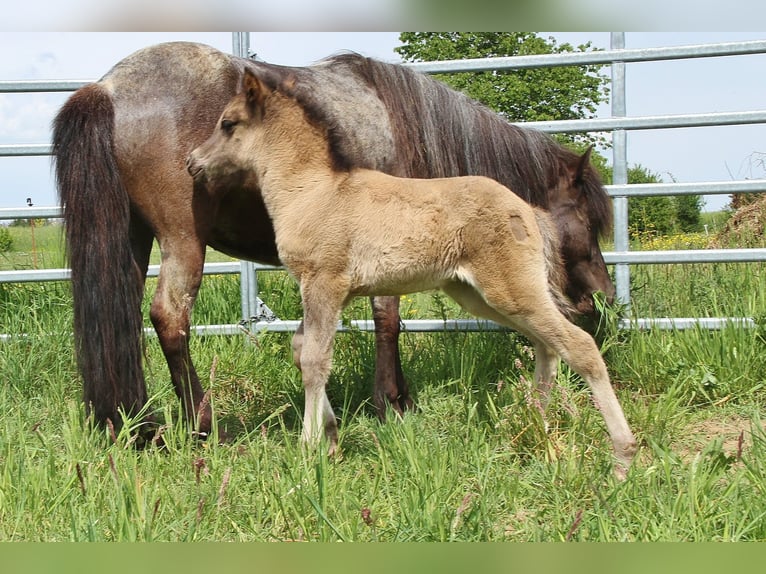 Pony Islandese Stallone Puledri (04/2026) Roano blu in Saarland