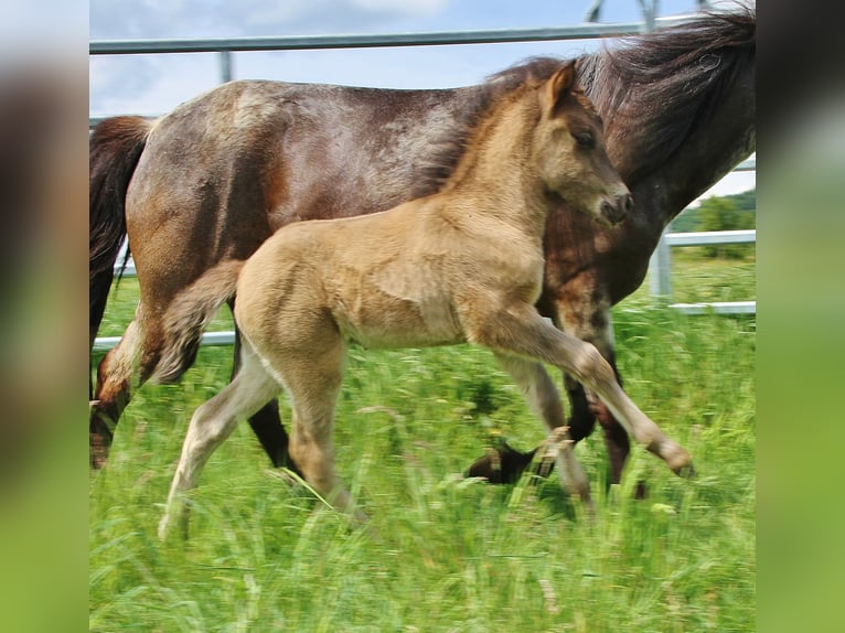 Pony Islandese Stallone Puledri (04/2026) Roano blu in Saarland