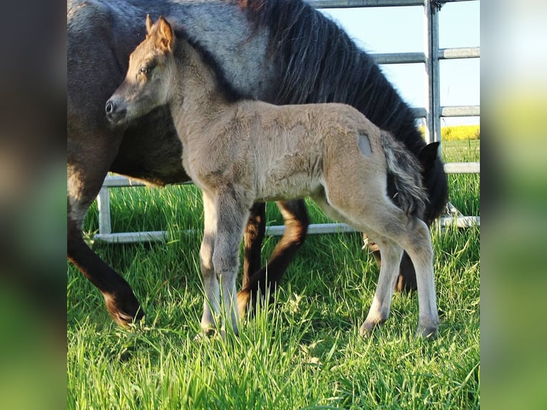 Pony Islandese Stallone Puledri (04/2026) Roano blu in Saarland