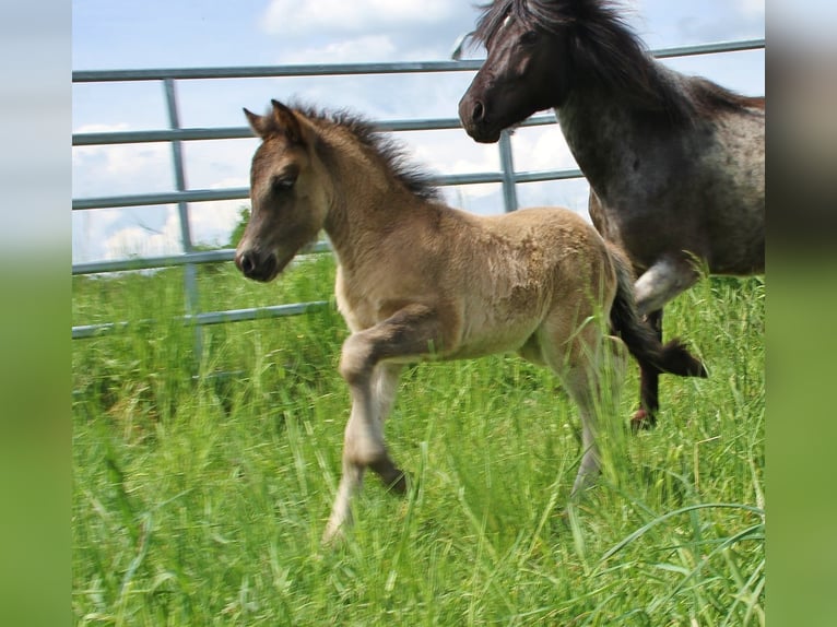 Pony Islandese Stallone Puledri (04/2026) Roano blu in Saarland