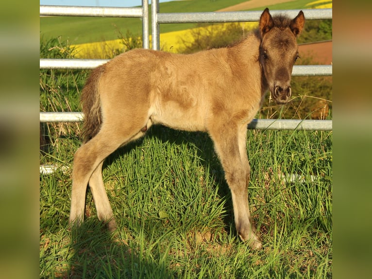 Pony Islandese Stallone Puledri (04/2026) Roano blu in Saarland
