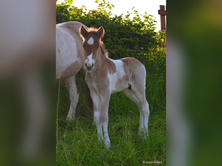 Pony Islandese Stallone Puledri (05/2024) Roano rosso in Winterspelt