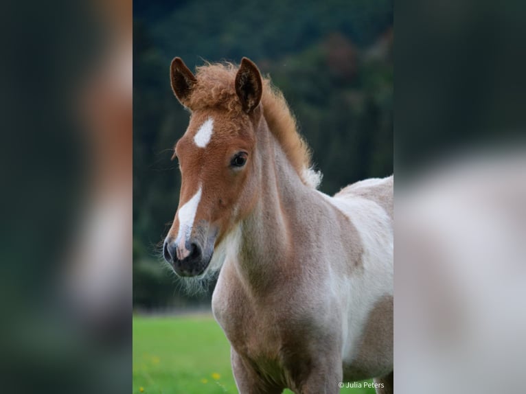 Pony Islandese Stallone Puledri (05/2024) Roano rosso in Winterspelt