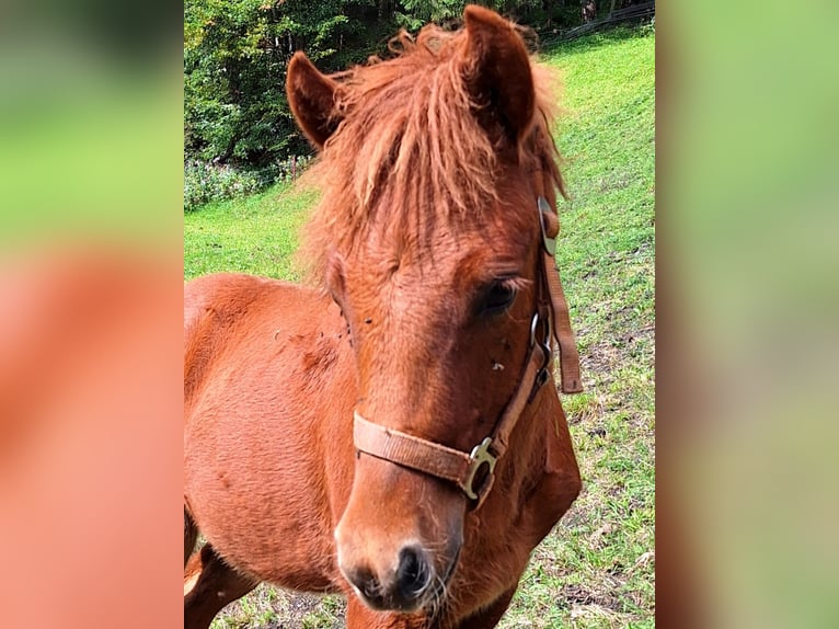 Pony Islandese Stallone Puledri (04/2026) Sauro in Innerfragant