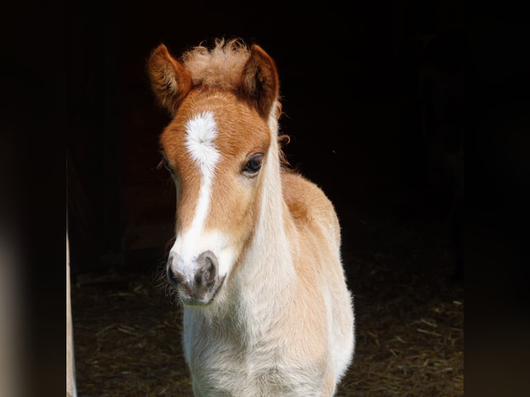 Pony Islandese Stallone  Sauro in Polling