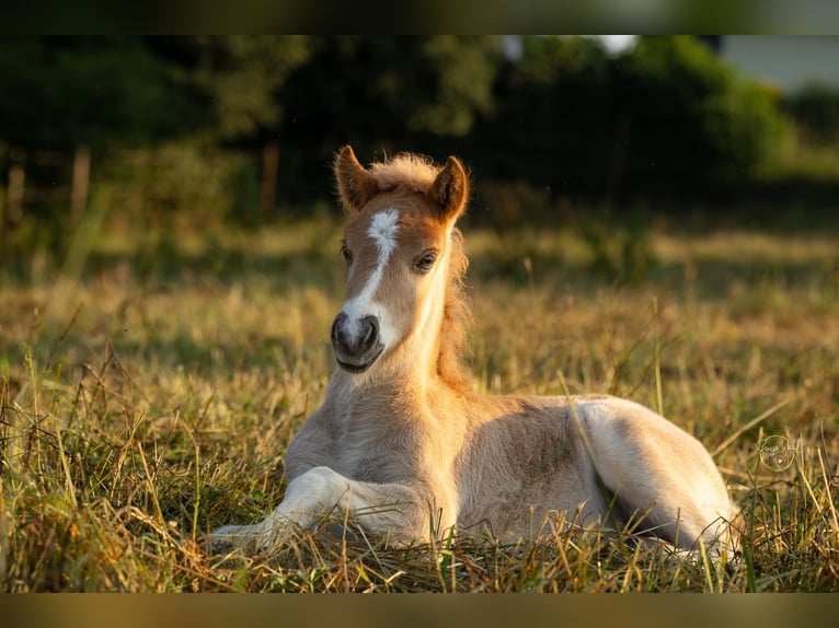 Pony Islandese Stallone  Sauro in Polling