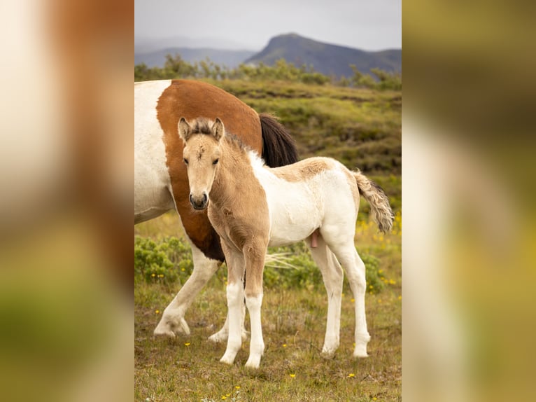 Pony Islandese Stallone  Tobiano-tutti i colori in Hvolsvollur