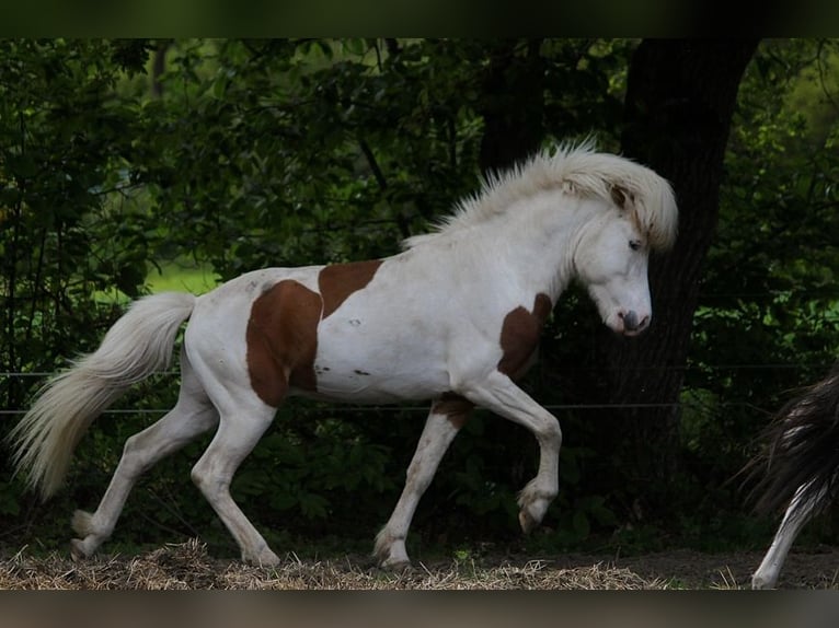 Pony Islandese Stallone in GOVEN