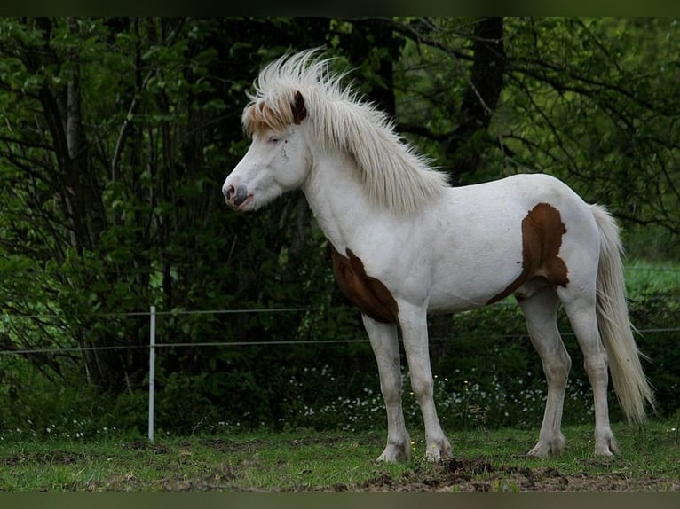 Pony Islandese Stallone in GOVEN
