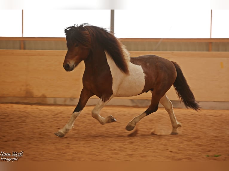 Pony Islandese Stallone Tobiano-tutti i colori in Lauterhofen