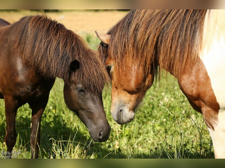 Pony Islandese Stallone Tobiano-tutti i colori in Lauterhofen