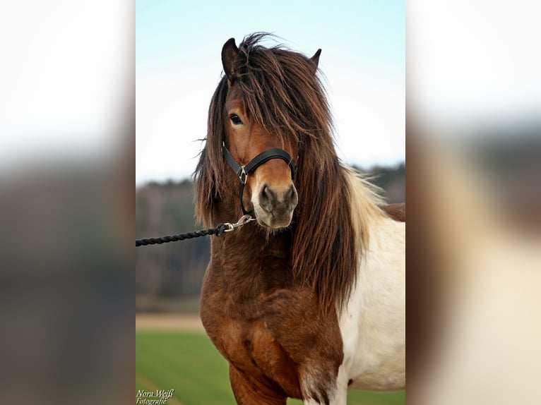 Pony Islandese Stallone Tobiano-tutti i colori in Lauterhofen