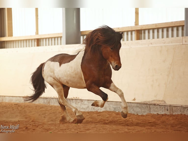 Pony Islandese Stallone Tobiano-tutti i colori in Lauterhofen