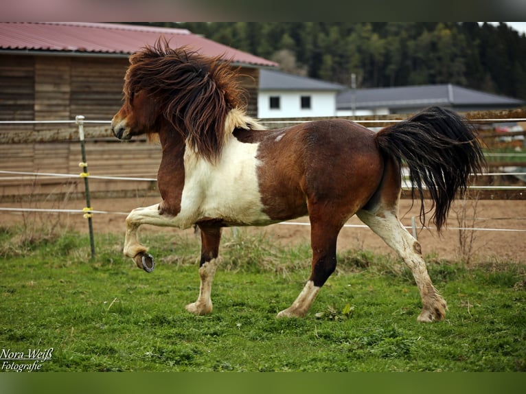 Pony Islandese Stallone Tobiano-tutti i colori in Lauterhofen