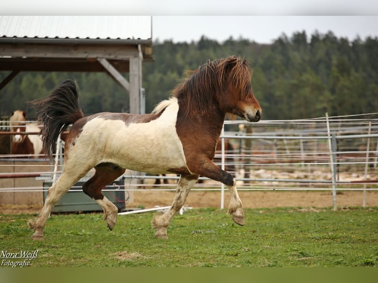 Pony Islandese Stallone Tobiano-tutti i colori in Lauterhofen