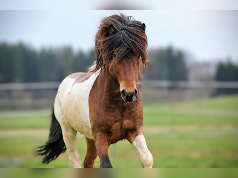 Pony Islandese Stallone Tobiano-tutti i colori in Lauterhofen