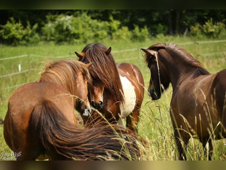 Pony Islandese Stallone Tobiano-tutti i colori in Lauterhofen