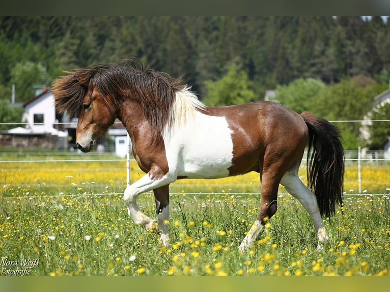 Pony Islandese Stallone Tobiano-tutti i colori in Lauterhofen