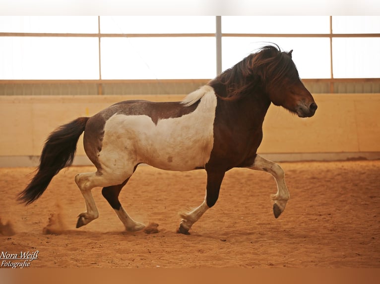 Pony Islandese Stallone Tobiano-tutti i colori in Lauterhofen
