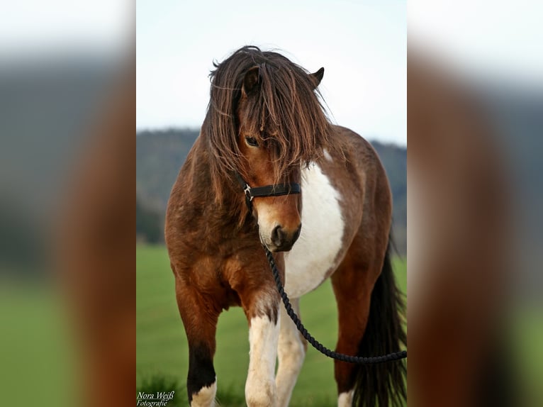Pony Islandese Stallone Tobiano-tutti i colori in Lauterhofen
