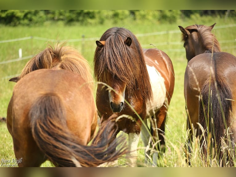 Pony Islandese Stallone Tobiano-tutti i colori in Lauterhofen