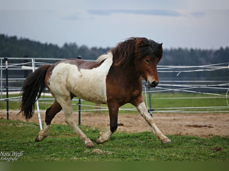 Pony Islandese Stallone Tobiano-tutti i colori in Lauterhofen