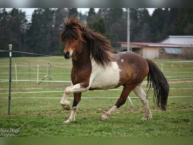Pony Islandese Stallone Tobiano-tutti i colori in Lauterhofen