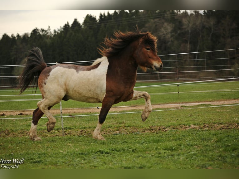 Pony Islandese Stallone Tobiano-tutti i colori in Lauterhofen