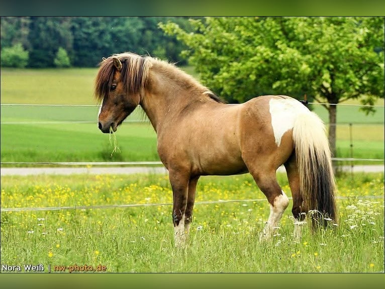 Pony Islandese Stallone Tobiano-tutti i colori in Lauterhofen