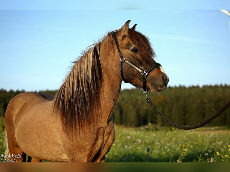 Pony Islandese Stallone Tobiano-tutti i colori in Lauterhofen