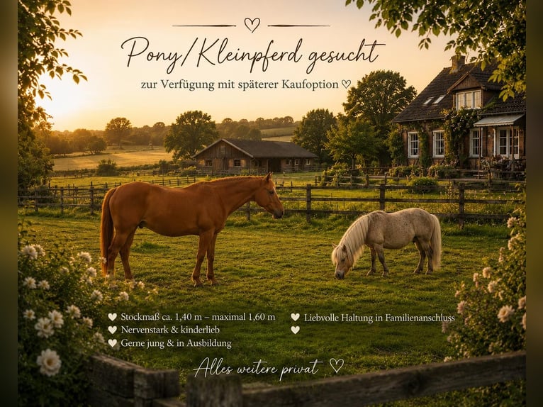 Pony-/Kleinpferd Zur Verfügung gesucht