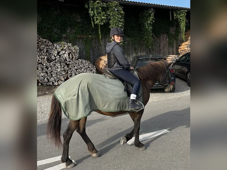 Pony, Minihorse oder Esel im Limmattal Pony, Minihorse oder Esel im Limmattal
