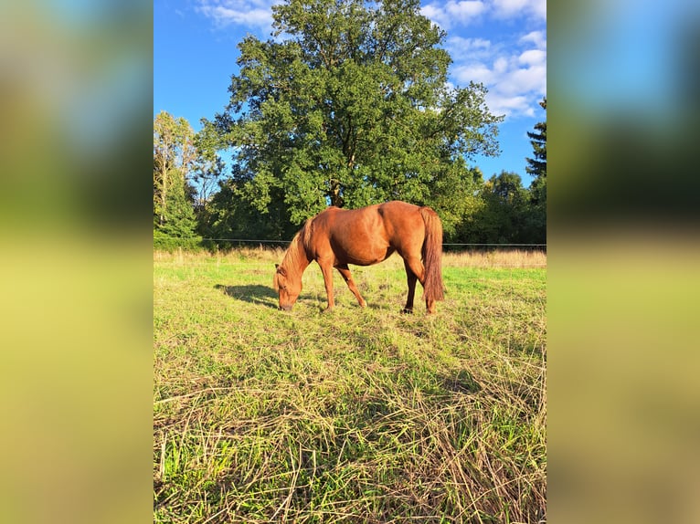Pony Mongolo / Mongolian Giumenta 10 Anni 140 cm Sauro in Kümmernitztal