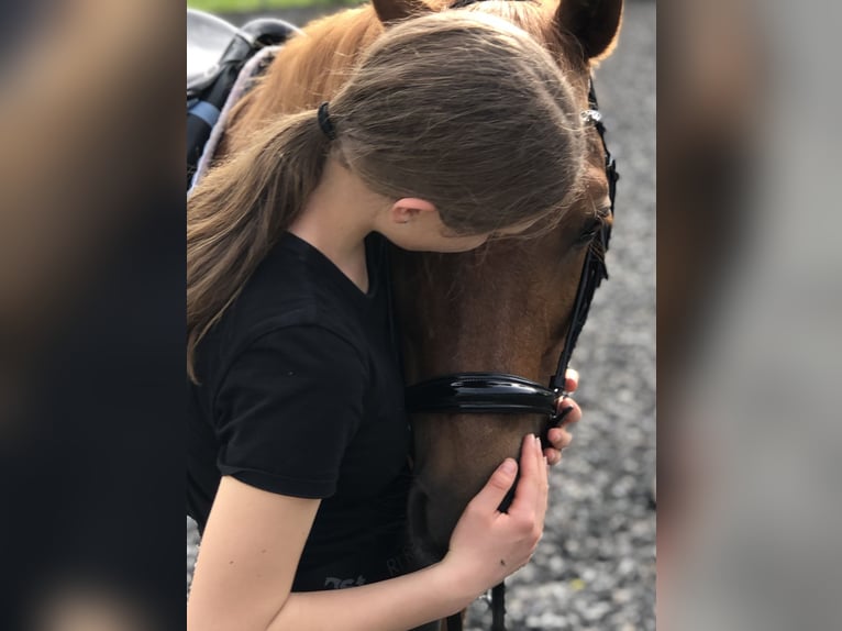 Pony oder Pferd zum Mitreiten gesucht Pony oder Pferd zum Mitreiten gesucht
