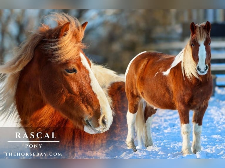 Pony of the Americas Gelding 10 years 12,2 hh Tobiano-all-colors in Wappingers Falls, NY