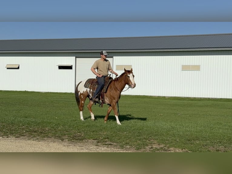 Pony of the Americas Gelding 10 years 14 hh Sorrel in Cannon Falls