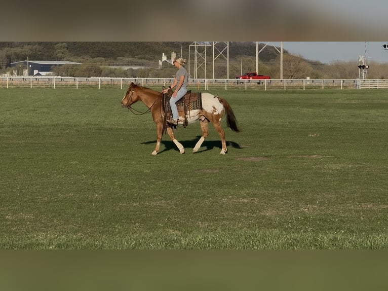Pony of the Americas Gelding 10 years 14 hh Sorrel in Cannon Falls