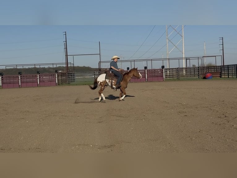 Pony of the Americas Gelding 10 years 14 hh Sorrel in Cannon Falls