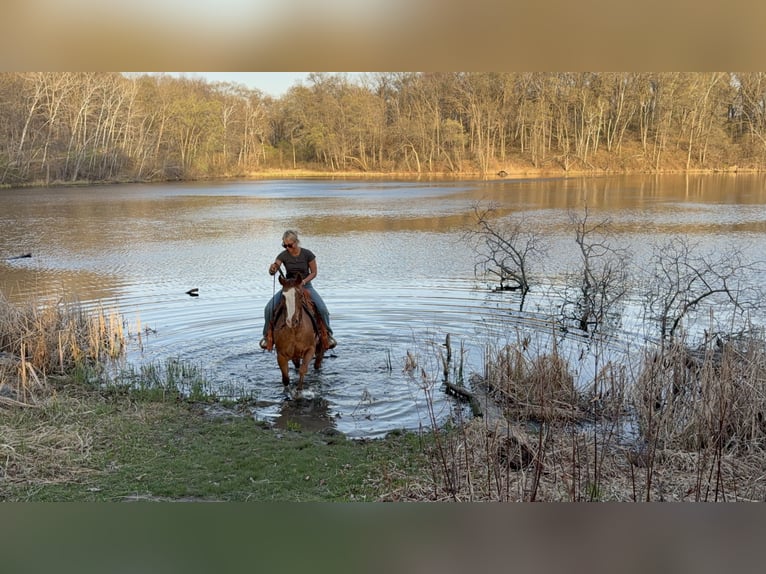 Pony of the Americas Gelding 10 years 14 hh Sorrel in Cannon Falls