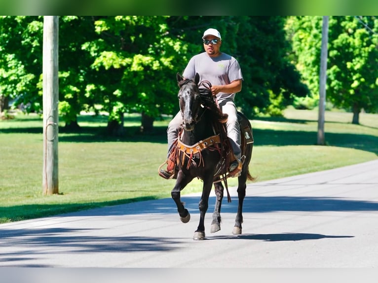 Pony of the Americas Gelding 11 years 13.3 hh Black in Rineyville