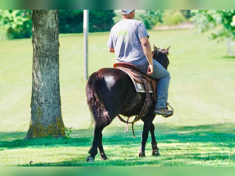 Pony of the Americas Gelding 11 years 13.3 hh Black in Rineyville