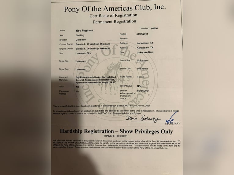 Pony of the Americas Gelding 11 years 13,3 hh Roan-Bay in Stephenville TX