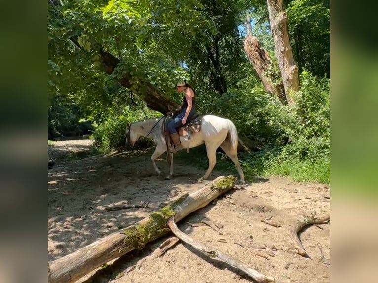 Pony of the Americas Gelding 11 years 14,2 hh in Granby, CT