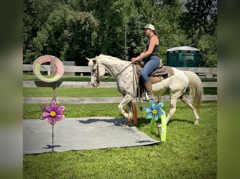 Pony of the Americas Gelding 11 years 14,2 hh in Granby, CT