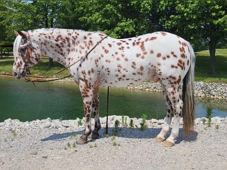 Pony of the Americas Gelding 11 years in Robards, KY