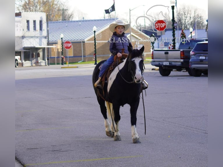 Pony of the Americas Gelding 12 years 13 hh Tobiano-all-colors in Coal City, IN