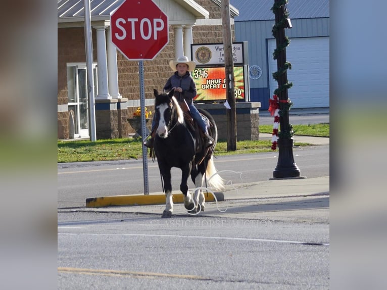 Pony of the Americas Gelding 12 years 13 hh Tobiano-all-colors in Coal City, IN