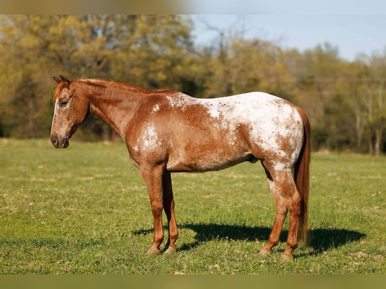 Pony of the Americas Gelding 12 years 13,3 hh Roan-Red in Quitman AR