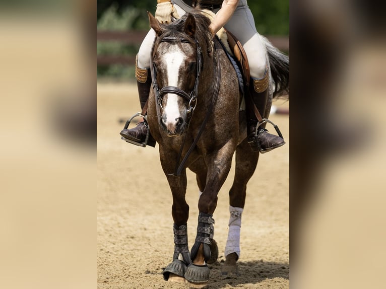 Pony of the Americas Gelding 12 years Chestnut in Newfoundland